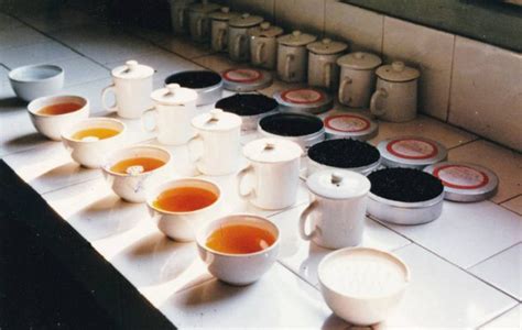 ppinaytea|Terms of Service .